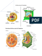 Sel Hewan Dan Sel Tumbuhan