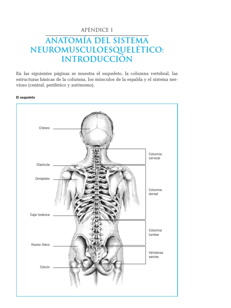Estructura y Funciones de la Columna Vertebral | PDF | Vértebra | La ...