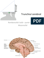 Trunchi Cerebral F 1