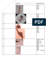 Tabel Identifikasi Polankton