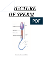 Structure of Sperm: Prepared By: Mueen Ahmed Hashmi