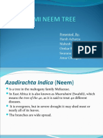 Admi Neem Tree