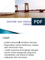 Anatomi Lidah.pptx