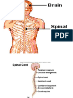 Spinal Cord and Spinal Nerves - Copy