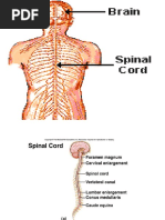 Spinal Cord and Spinal Nerves - Copy