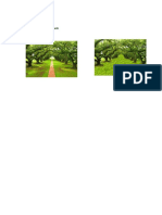 Clonado PDF