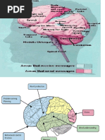 Cranial Nerves