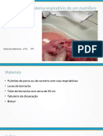 Dissecação do sistema respiratório de um mamífero