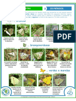 Fichas_Identificacion_Insecta_02_OS_PIERIDOS.pdf