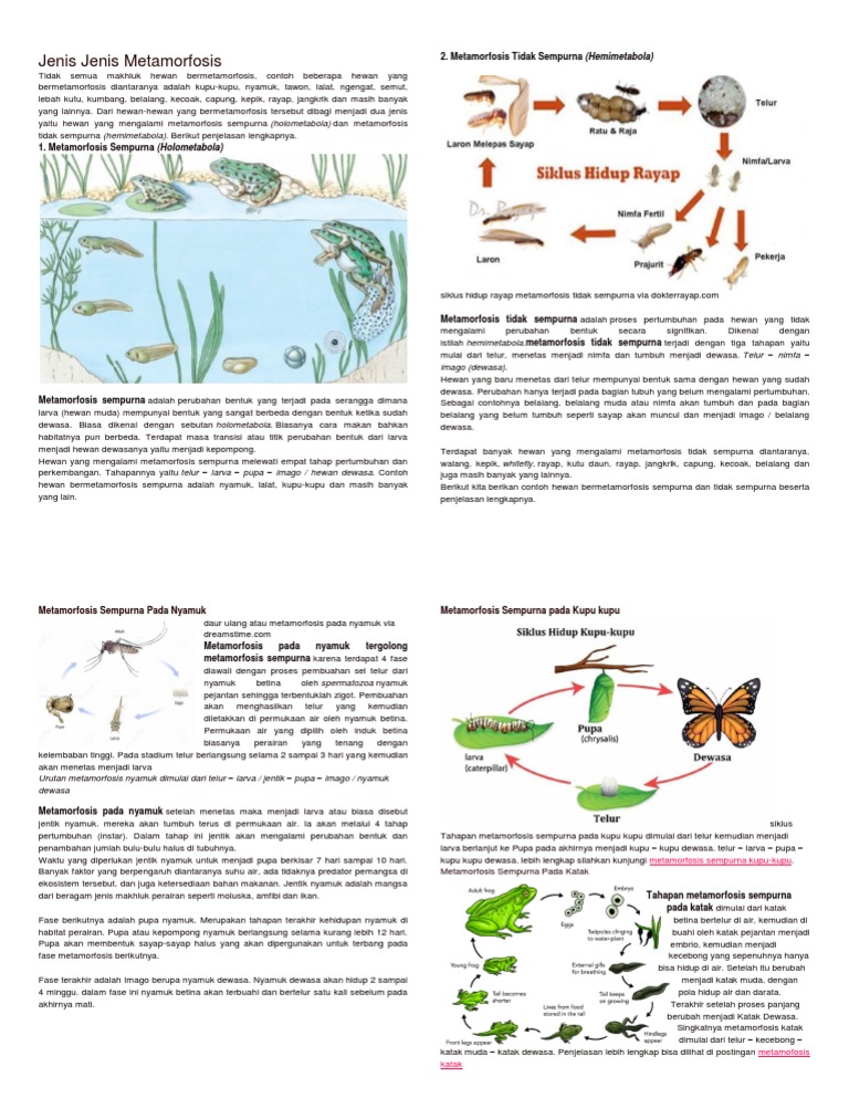 Jenis Jenis Metamorfosis