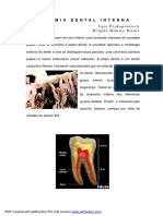 Anatomia interna dos dentes