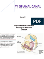 Anatomy of the Anal Canal