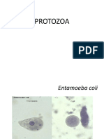 Protozoa