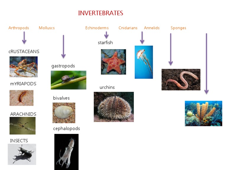 Invertebrates | PDF