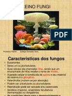 Reino Fungi: Características e Importância dos Fungos