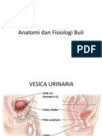 Anatomi Dan Fisiologi Buli