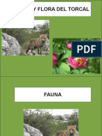 Fauna y Flora Del Torcal