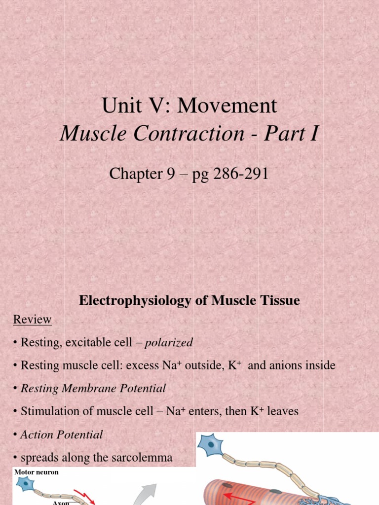 Electrophysiology Of Muscle Contraction A Detailed Explanation Of The