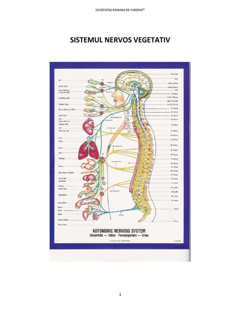 Sistemul Nervos Vegetativ | PDF