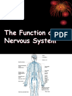 The Function of Nervous System