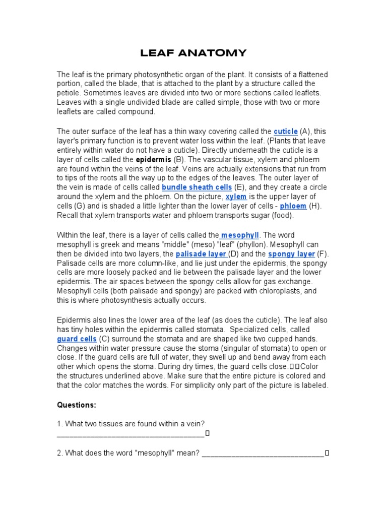 Leaf Anatomy Lab PDF Stoma Leaf