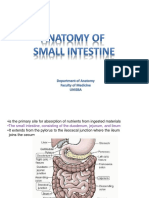 Anatomy of Small Intestine (Intro)