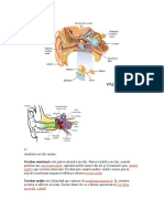 Anatomia Urechii Umane