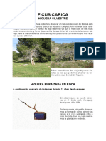 ficus-carica-bonsai.pdf