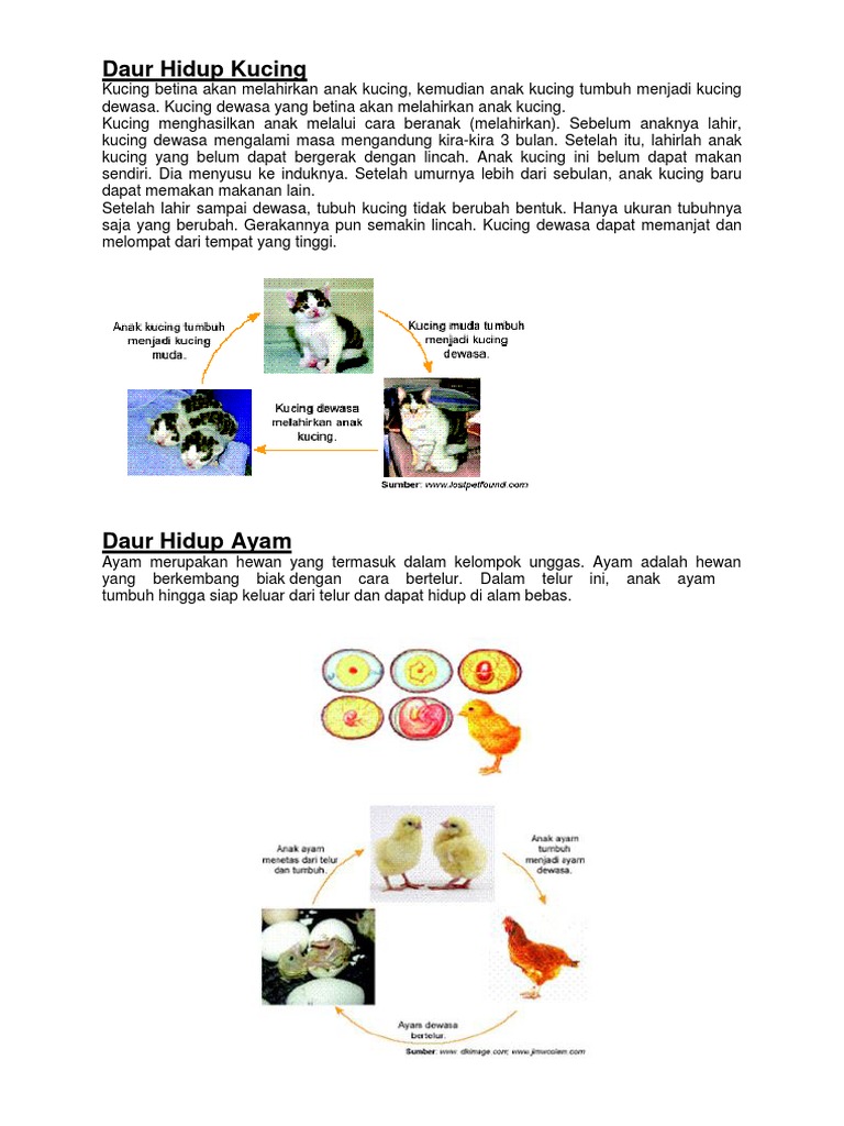 Daur Hidup Kucing Docx