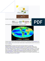 Schematic of Photosynthesis in Plants