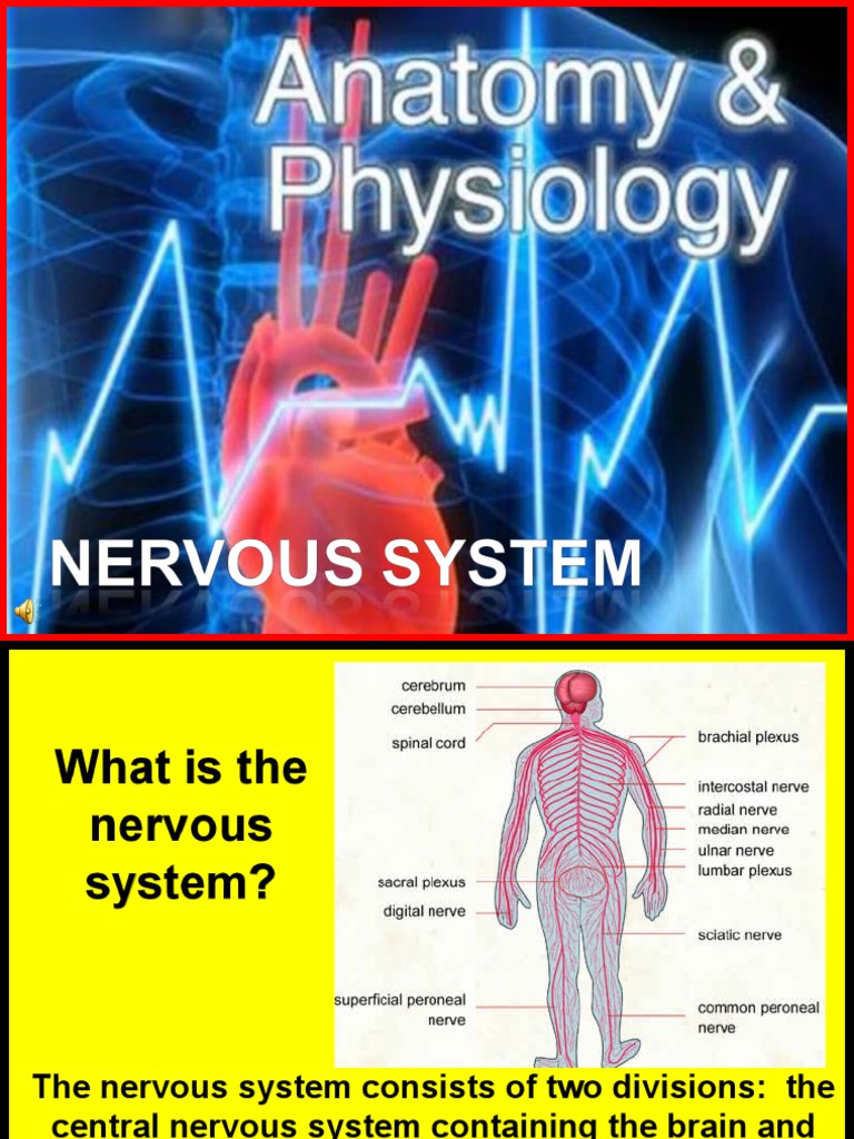 Overview of the Nervous System Functions | PDF | Neuron | Axon