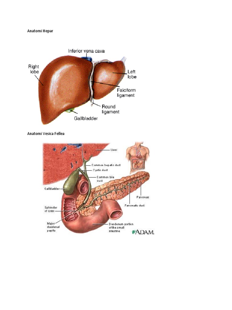 13+ Anatomi Hepar Pdf