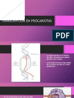 Transcripción en Procariotas