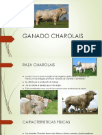 Ganado Charolais y Charbray