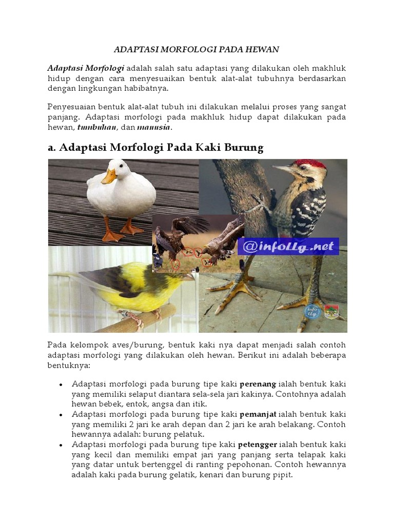 8500 Koleksi Gambar Hewan Dan Cara Adaptasinya Terbaik