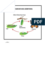 Metamorfosis sempurna vs tidak sempurna