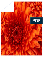 Chrysanthemum PDF