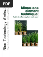 Rice Morphology and Growth Stages Guide | PDF | Rice | Seedling
