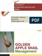 Golden Apple Snails Management