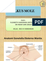 Ulkus Mole New