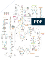 Mapa Metabólico