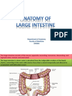 Anatomy of Large Intestine(Intro)