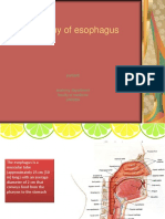 Anatomy of Esophagus