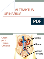 Anatomi Traktus Urinarius