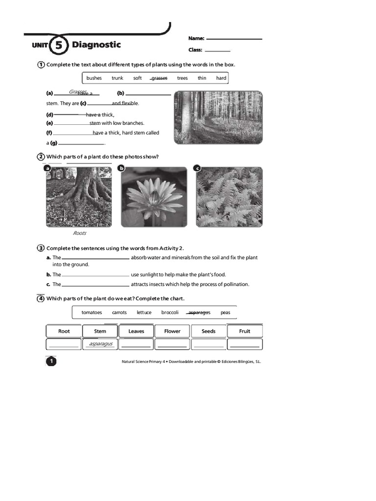 Slidedocus Diagnostic Natural Science 4 Primary Byme Plants Pdf Plants Trees