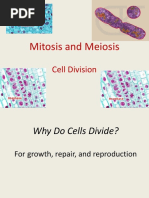 Mitosis Meiosis 1