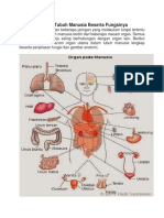 8 Organ Tubuh Manusia Beserta Fungsinya