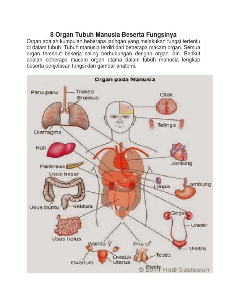 Gambar organ manusia dan nama-namanya