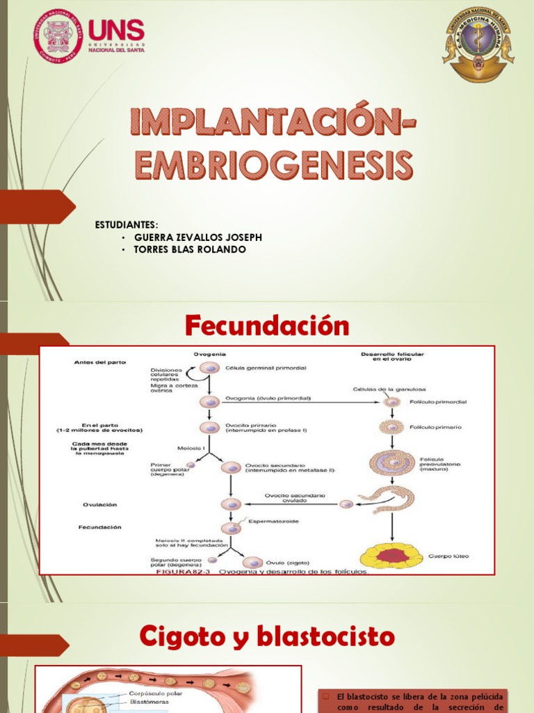 Implantación y Embriogénesis: Proceso Detallado | PDF | Implantación ...