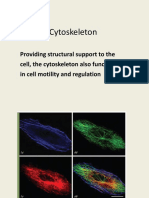 Cytoskeleton: Providing Structural Support To The Cell, The Cytoskeleton Also Functions in Cell Motility and Regulation